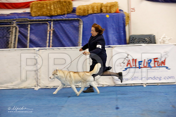 _M3_1188-AddisonHuskyMar2015-HR3