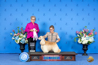 Cocker Spaniel ASCOB #17 SAT G1 Judge Sandra Lex