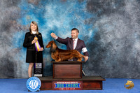 Dachshund Long #19 WED BOV BOS Judge Angela Pickett