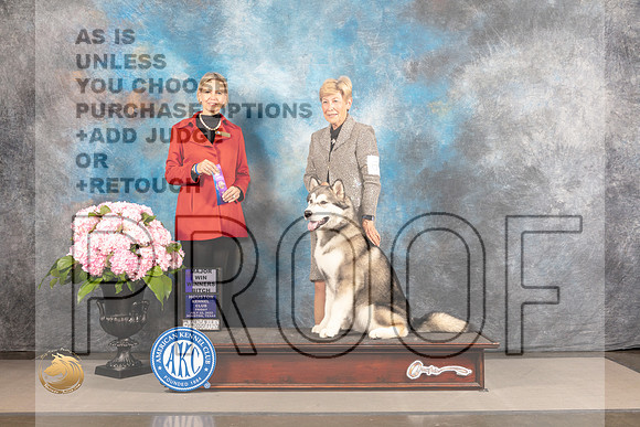 Alaskan Malamute #6 FRI WB Judge Patricia Sosa_MJ_5086_Houston_2022_HR3
