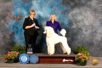 Poodle Std #17 Sun BOW Judge Cindy Lane