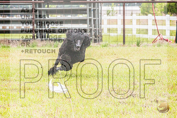 Poodle Std Misty Sat 4_JJL_1118_BatesvilleMS_2024_HR3