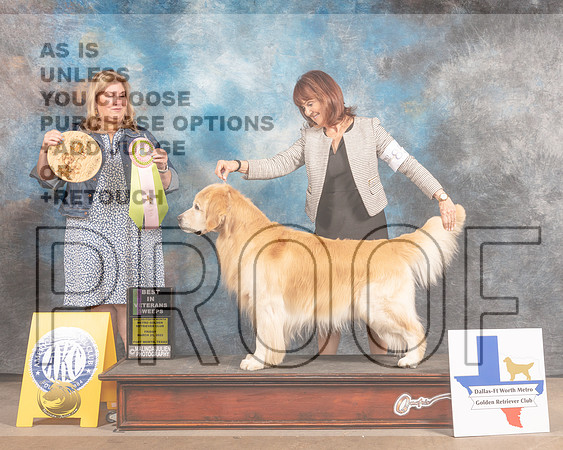 Golden Retriever #85 FRI BVet Judge Ellen Schultz-MMJ_6922-FW2022-HR3