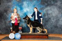 German Shepherd Dog #5 Sun G2 Judge Karen Hynek