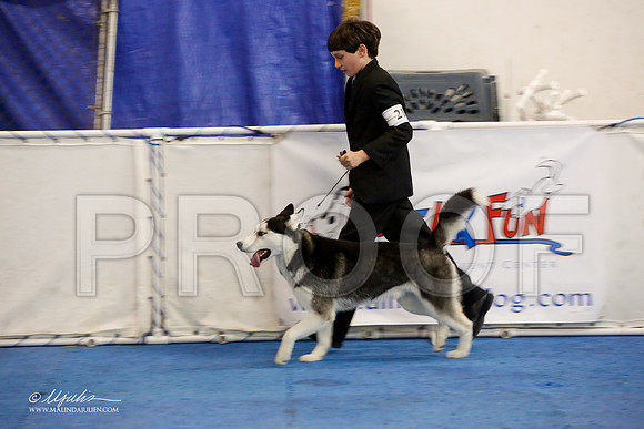 _M3_9653-AddisonHuskyMar2015-HR3