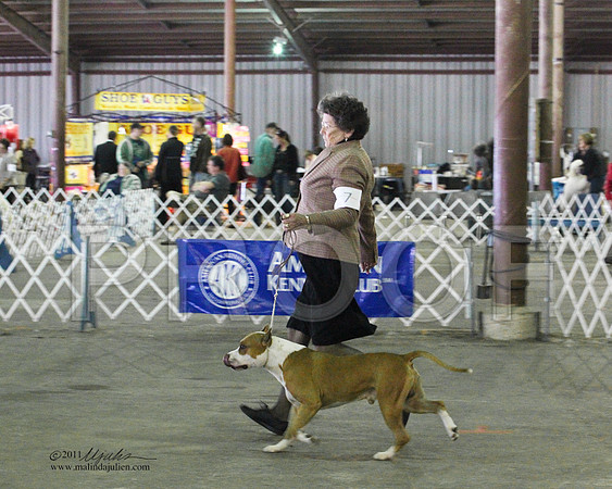 Group Terrier Saturday - 0014