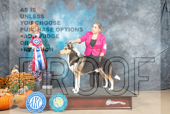 Smooth Collie #7 Sat BIS Judge Shelley Hennessey_MJ_6140_Belton_2022_HR3