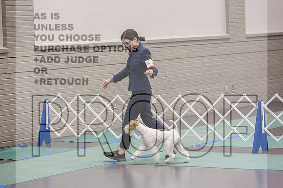 Wire Fox Terrier Sat Rings_JJL_0229_UKCLNGVIEWOCT2024_2024_HR3