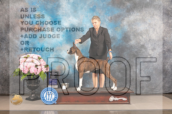 Boxer #72 FRI WB NCH Major Judge Karen McFarlane_MJ_5062_Houston_2022_HR3