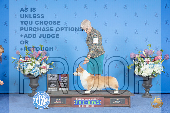 Pembroke Welsh Corgi #11 SUN WD BOS BOBOH NC Judge James Moses__JP_0517_Houston_2024_HR3