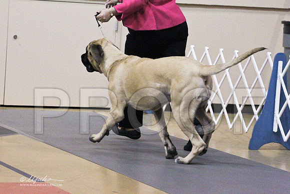 Mastiff-9505LR