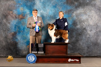 Shetland Sheepdog #17 WED WD BW Major Judge Robert Olsen
