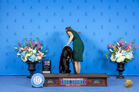 Cane Corso #11 SAT WD M Judge James Moses