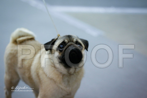 pug-2823-SANov13-HR