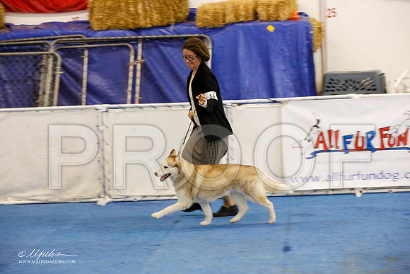 _M3_1241-AddisonHuskyMar2015-HR3