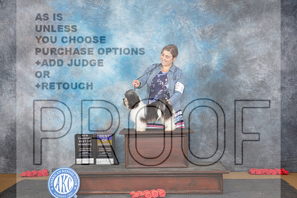 Havanese #11 Sun WDBOWBOB NCH Judge Pat Trotter__JP_0703_Sulphur Springs_2024_HR3