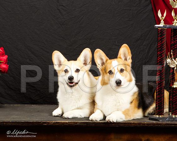 _ST_3388-HstnCorgiBeb2015-HR3