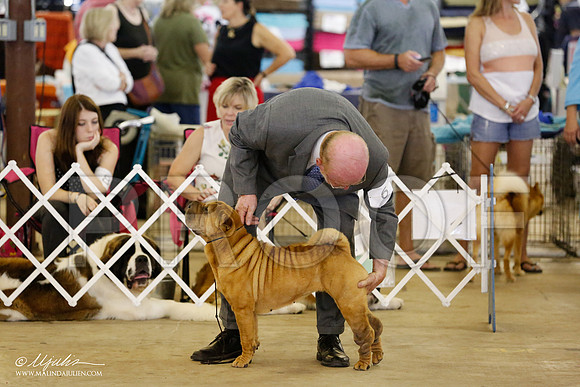 SharPei-4584-CntnOct13-HR