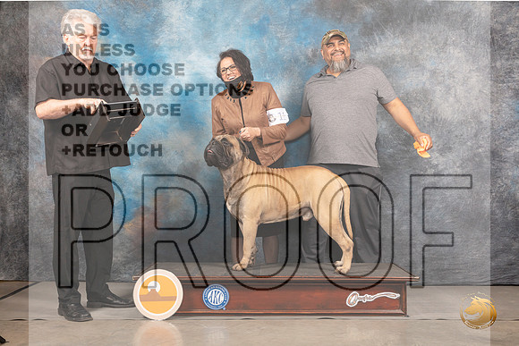 Bullmastiff #11 Thurs BOW Judge Gary AndersonMMJ_2212_Mdlnd2022_HR3