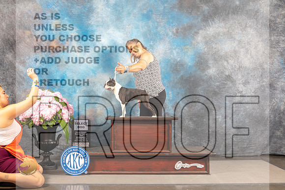 Boston Terrier #23 WED SD Judge Gloria Kerr *R*_MJ_6669_Houston_2022_HR3