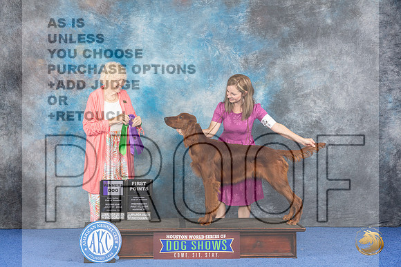 Irish Setter #7 WED WD Judge Nancy Liebes__JP_7073_Houston_2024_HR3