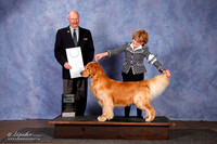 Golden Retreiver #55 SD OL