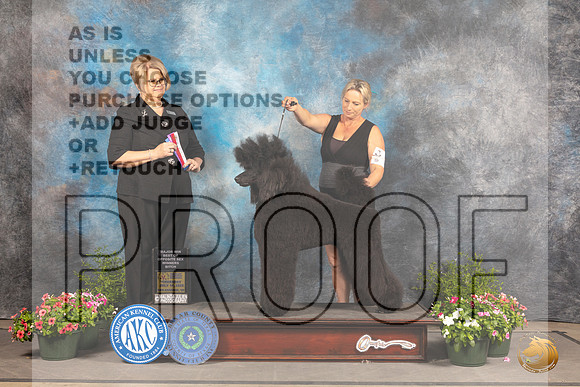 Poodle Std #14 Sun WB Judge Cindy Lane_MJ_1181_SA_2022_HR3