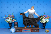 Gordon Setter #5 SUN G2 Judge Jamie Hubbard