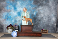 Italian Greyhound #7 Sat BOB Judge Donelle Richards