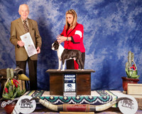 Boston Terrier #9 Sat Group 4th Walthall W T Starr S Kennedy and V Kennedy Tina Starr Judge R Hartinger