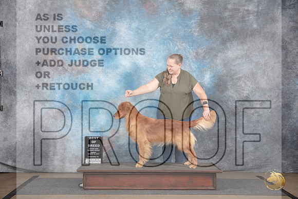 Golden Retriever #100 Fri BOB Judge John__JP_2339_LongviewTX_2024_HR3