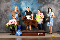 Chesapeake Bay Retriever #9 Sun G1 Judge Joe Walton