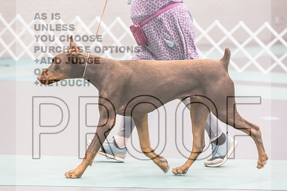 Doberman Pinscher Rings Sat_JJL_8164_UKCLNGVIEWOCT2024_2024_HR3