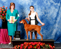Vizsla #J103 Sat Best Jr Kristina Martzke Judge L Chu