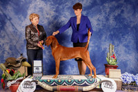 Redbone Coonhound #5 Sat Best of Breed Dang Denise and Andrew Dang Judge L Williams_
