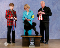 Poodle Minature  BIS RBIS