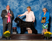 Giant Schnauzers #6 Fri BOS Starink Janine Lisa Hawes Linda Low Judge Mr Douglas R Holloway
