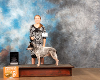 Australian Cattle Dog #176 Sat2 BVet Judge Katherin Short