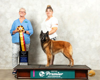 Belgian Shepherd Dog #77 Wed BOB Judge Alleyene Dickens