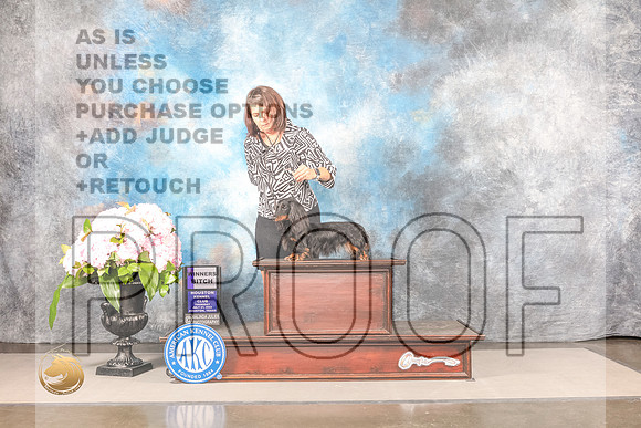 Dachshund Long Haired #18 THUR WB Judge Linda HurlebausDachshund Long Haired #18 THUR WB Judge Linda Hurlebaus_MJ_8208_Houston_2022_HR3_Houston_2022_HR3