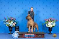 Cane Corso #15 THUR WD BOW M Judge Annella Cooper