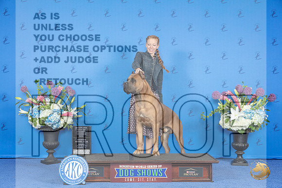 Cane Corso #15 THUR WD BOW M Judge Annella Cooper__JP_8486_Houston_2024_HR3