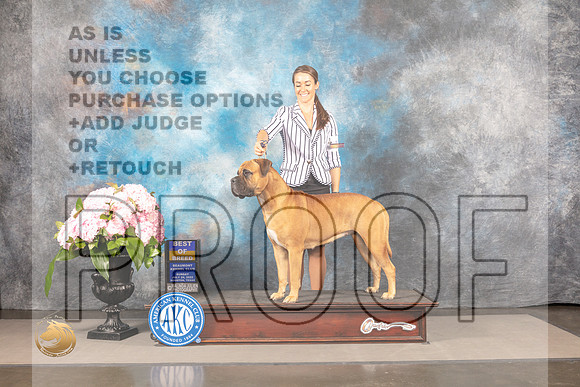 Bullmastiff #12 Sun BOB Judge Ken Murray_MJ_7851_Houston_2022_HR3