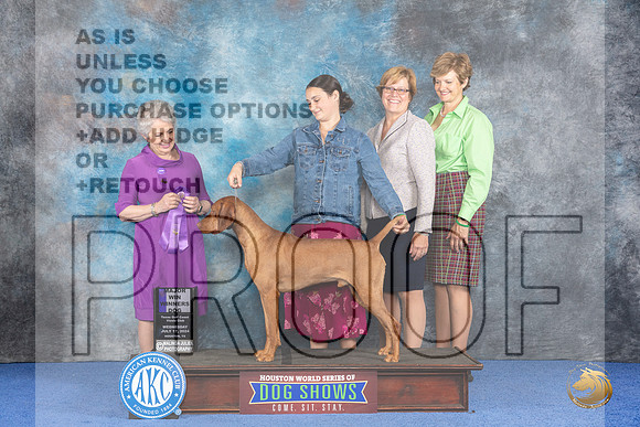 Vizsla #31 Wed WDM Judge Ida Kavafian__JP_7467_Houston_2024_HR3