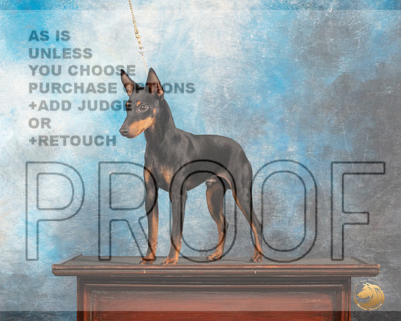 Toy Manchester Terrier #5 Thurs Custom_MJ_0045_SA_2022_HR3