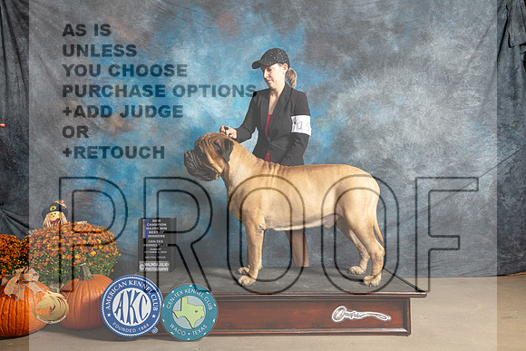 Bullmastiff #15 Sun BOWWDMCh Judge Donnelle Richards_MJ_6482_Belton_2022_HR3