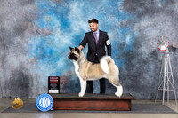 Akita #6 Fri G2 Judge Pat Trotter