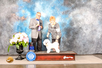 Bichon Frise #9 SUN WD BOW Major Judge Luis Sosa