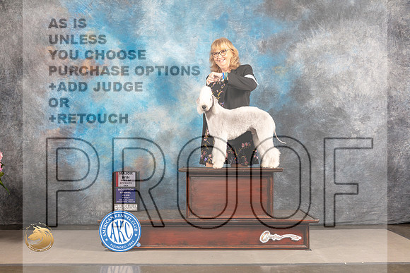 Bedlington Terrier #9 FRI BOS Major Judge Barbara Alderman_MJ_5314_Houston_2022_HR3