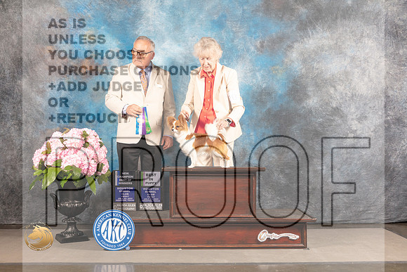 Papillon #20 FRI BOW BP NCH Judge Ken Murray_MJ_5522_Houston_2022_HR3
